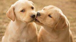pets to rescue in dubai